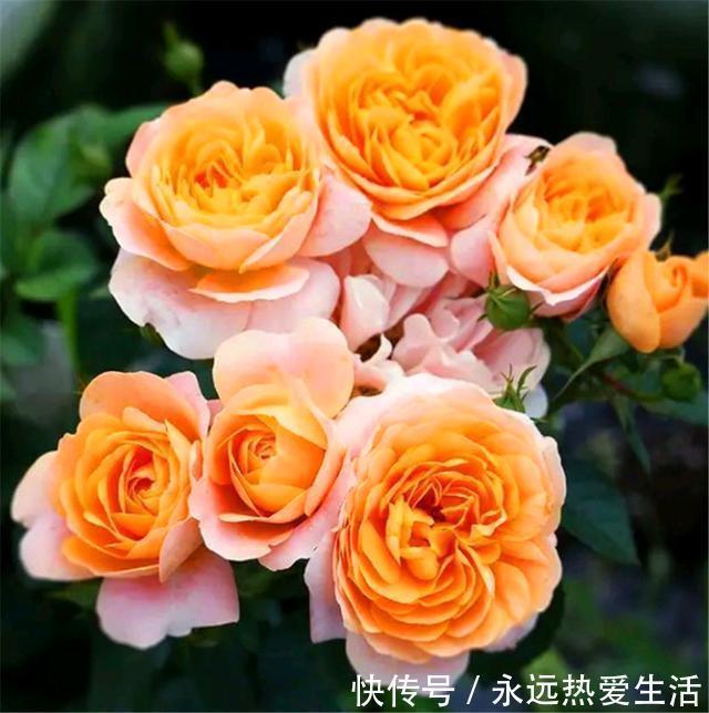 养护|3种最不容错过的绝美月季,颜值高香气浓,养护简单开花多