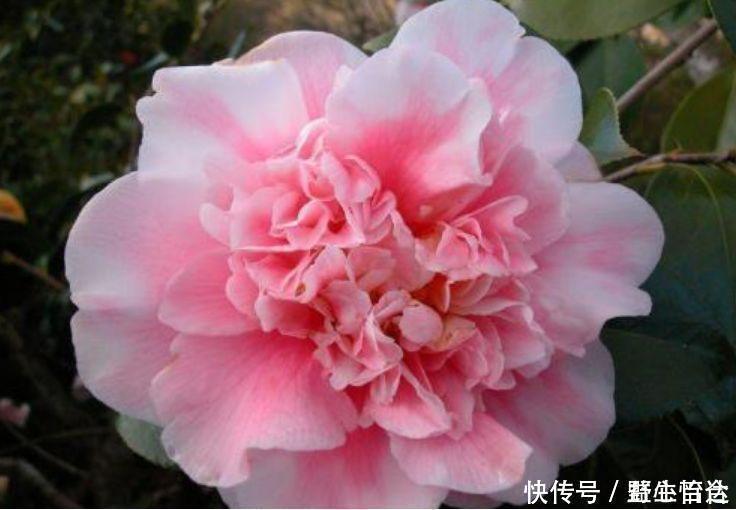 香妃|一养就上瘾的几种花，婀娜多姿，绚丽多彩，美到让人窒息！