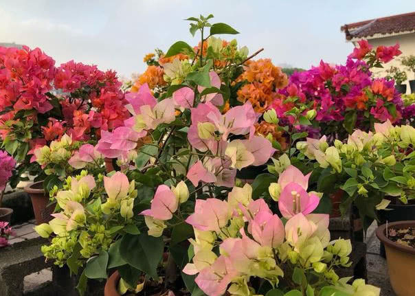 养好三角梅，学会这4招，1年四季开花不断，爆成花球，比绿萝好养