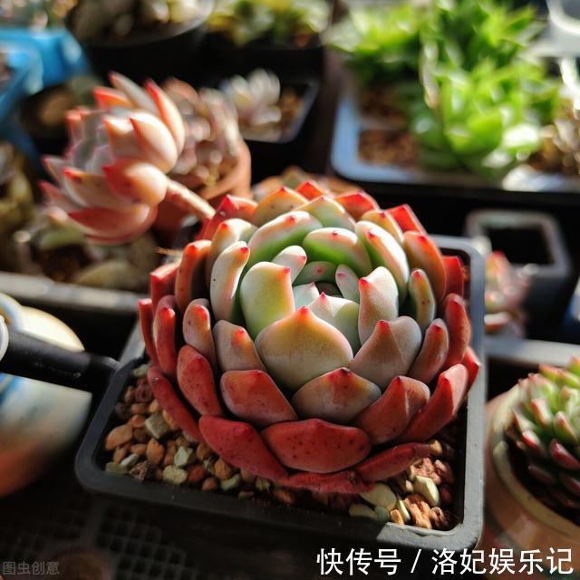 施肥|杨阿姨家的多肉15天浇一次生长水,3个月大变样,成就感满满