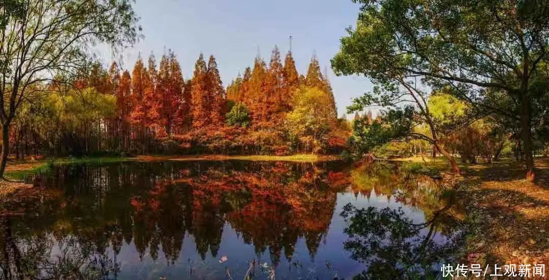 上海|秋霞圃红了！抓住2020年上海最后一波“枫”景