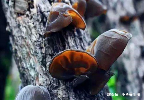 红莓苔子亚属|适合女性吃的4种食物,美容养生、滋润肌肤,早吃早好!