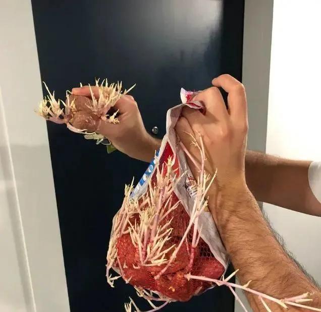生物|土豆发芽有多恐怖!26张照片告诉你,它才是这个星球最神奇生物