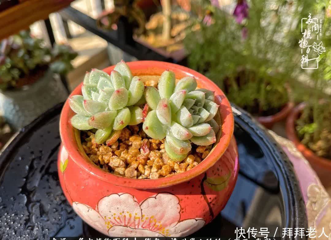 多肉与我,不负时光韶华!