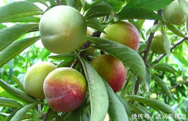 食物|八月养生正当时,女人多吃以下食物,补血养气,补充营养