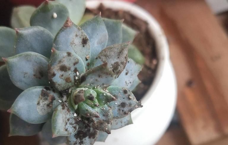 蚧壳虫|解决多肉长蚧壳虫有套路，这4个方法，一学会就能轻松搞定