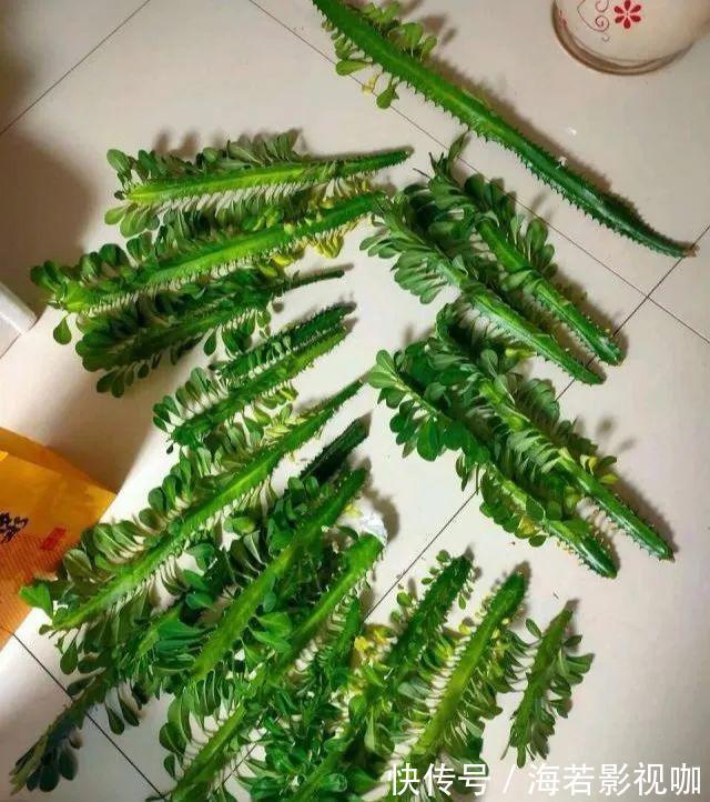 龟背竹|30年的芦荟,20年的龟背竹,硬生生把花养成了树!