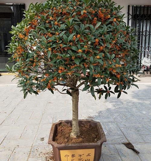 3月前后天气渐暖,养这几样植物,舍得撸叶子摘顶才能开花越漂亮