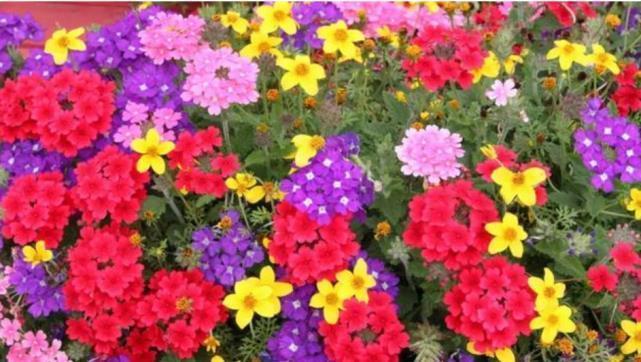 养花就养这几款,一年四季都开花,花开一茬又一茬,超漂亮