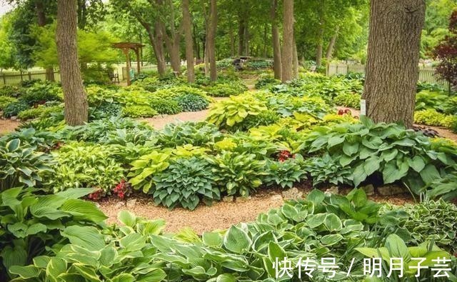 蝴蝶兰|15种耐阴花，室内光照不足，照样花开不断！