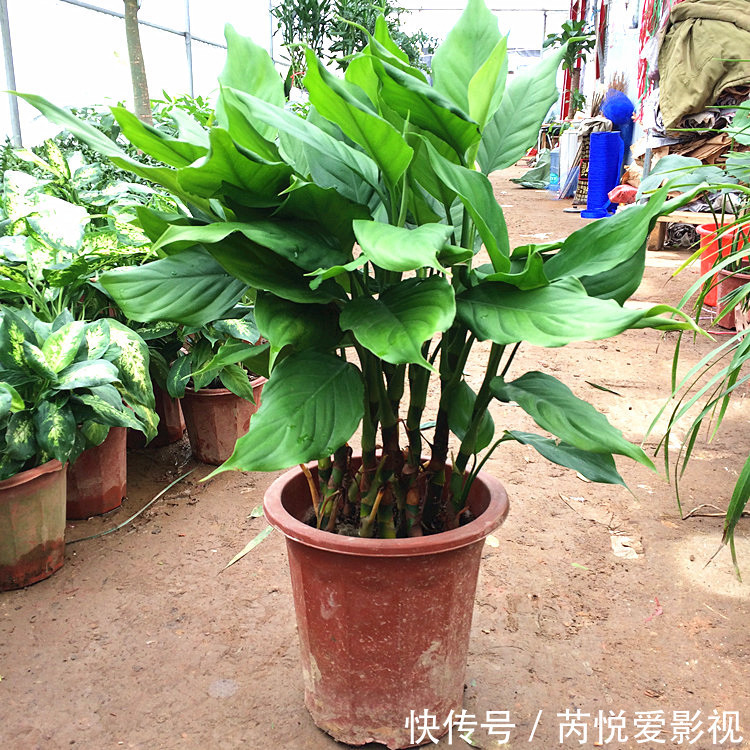 家里光照差,就选5种“耐阴花”,不用见太阳,花叶俱美,好运道