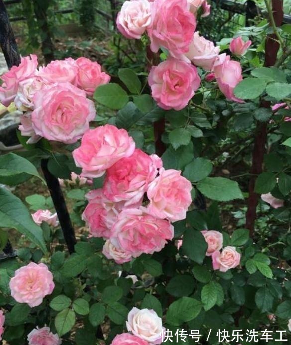 单朵花|不垂头的5种藤本月季,勤花又好看,全面盛开很漂亮!