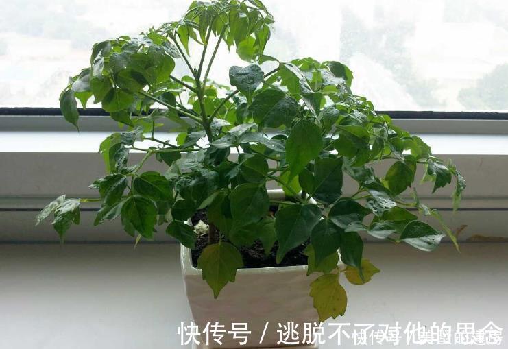 观赏价值|人养花，花也养人4种花养家里镇宅旺财，尤其是最后一种