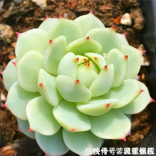 度夏|盘点5种最不好养的多肉,各种问题多,花友慎入