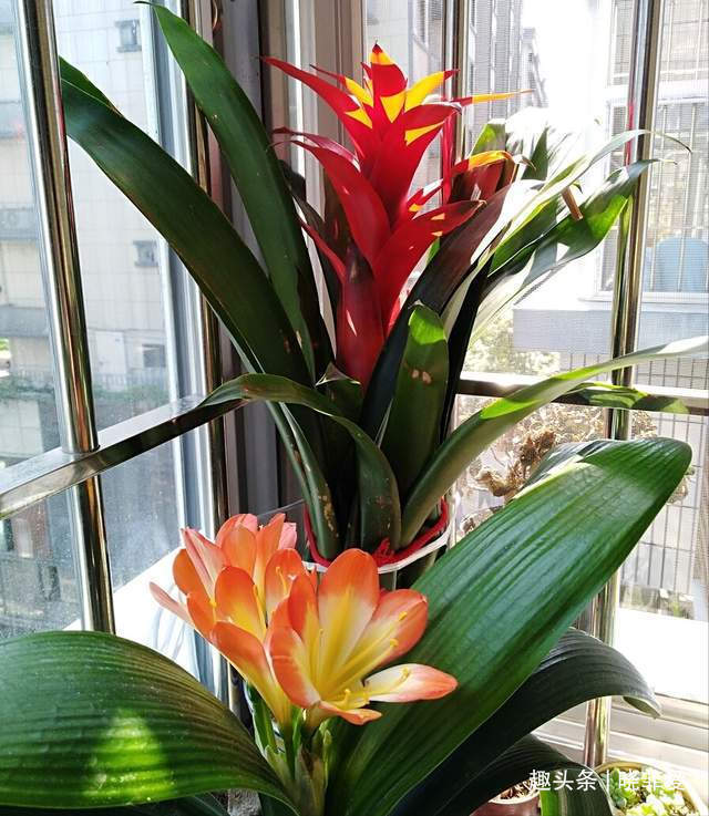 君子兰2大“嗜好”,促进轻松“爆盆”,叶子油绿开花艳