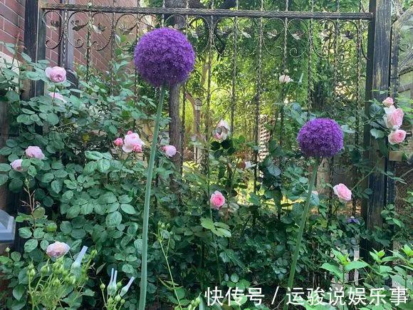 5种花不用管，盆栽地栽都好养，自己就能长成大花球，花开还惊艳