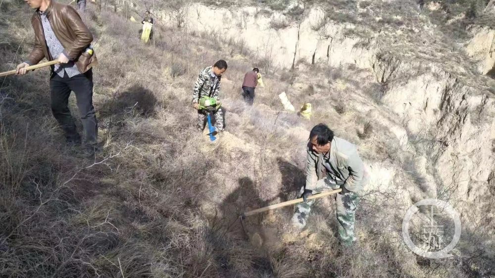 宜川县|延安有支悬崖种树队：17年种树百万棵，让黄土高原“披绿衣”