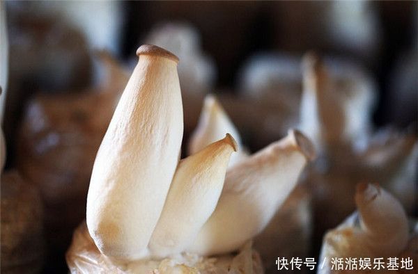 买杏鲍菇时，该挑大的还是小的菜贩子透露，今后别再乱买了