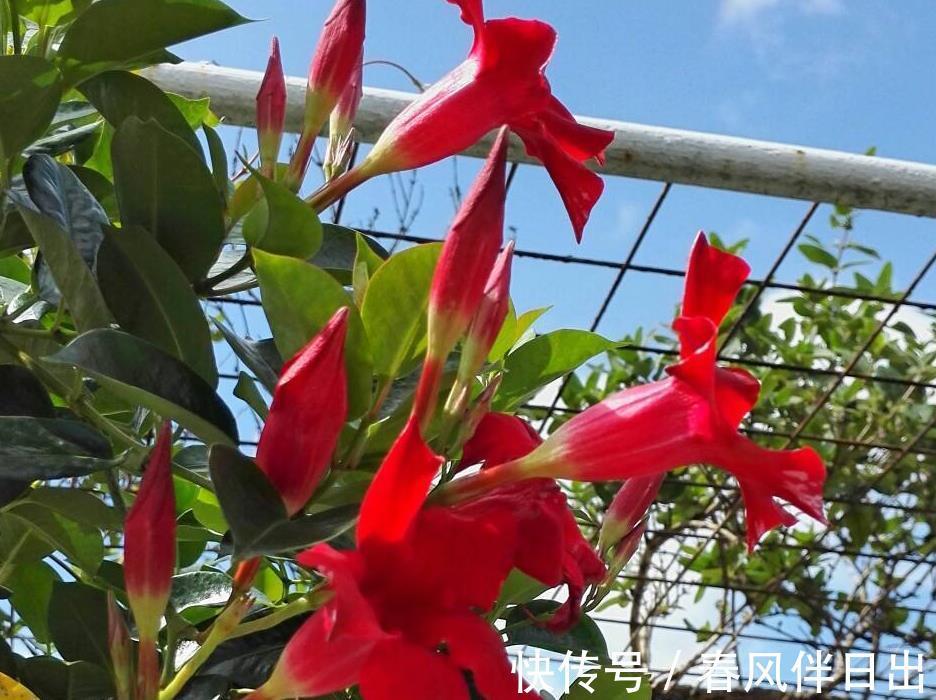 夏日|天越来越热，养花就选它，夏日不怕晒，突突开花，不能错过！