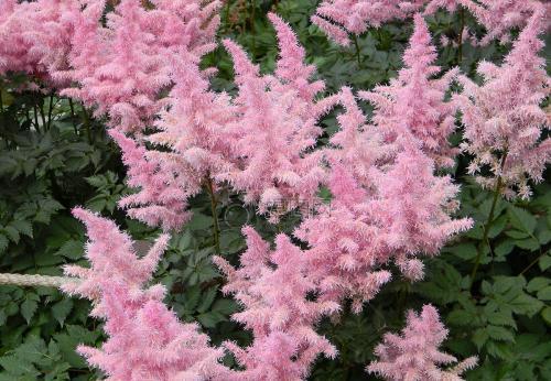 紫藤|有个院子别光养月季花,种上3种懒人花,皮实好养开花久