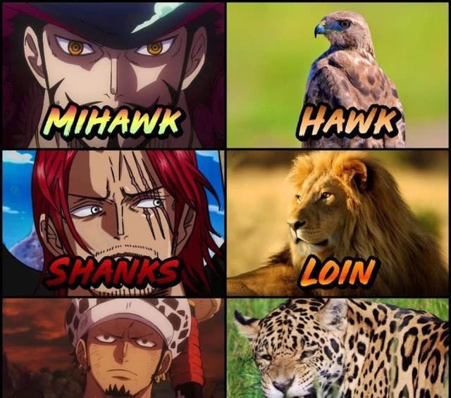 海贼王每个角色都代表一种动物,索隆是猛虎,为何山治是鸭子