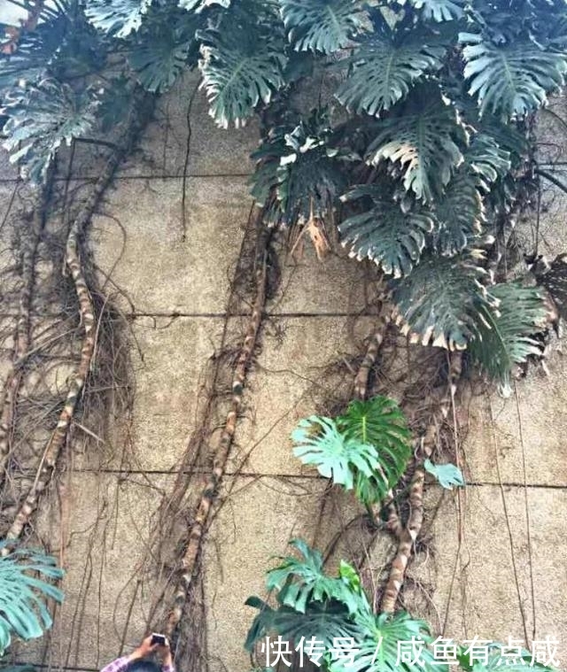 看看花友养了10多年的“龟背竹”,这是要上天?