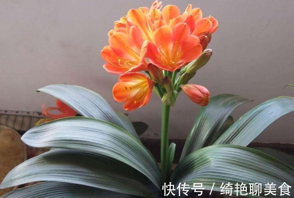 君子兰迟迟不开花别着急,几招催花方法,让君子兰砰砰开花