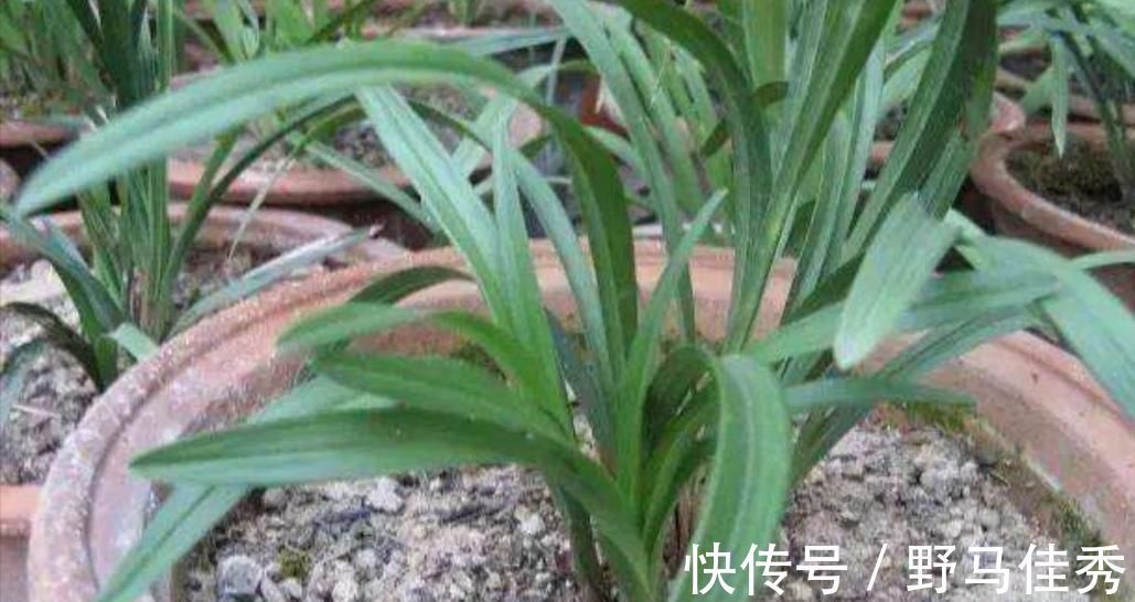 好处|用草木灰养花,有这么多好处,但是这类花卉可不能用