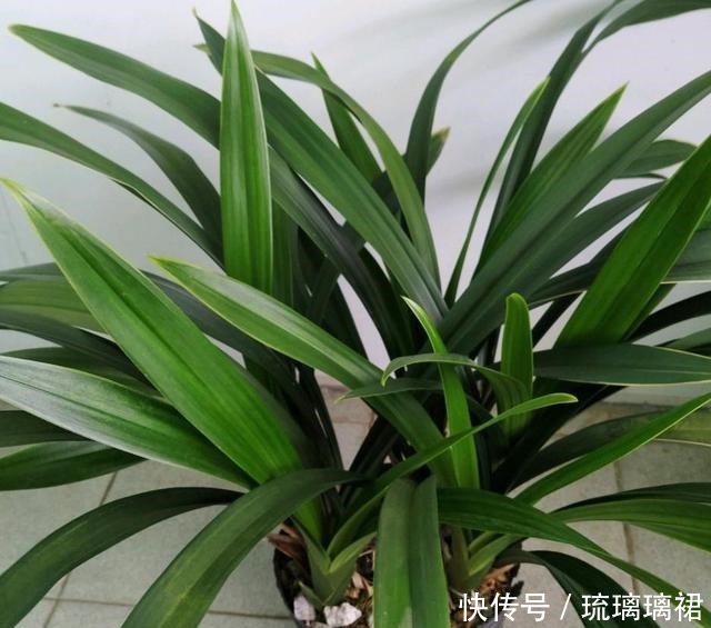 小菊|阳台小，建议养这4种“便宜花”，不占地方！