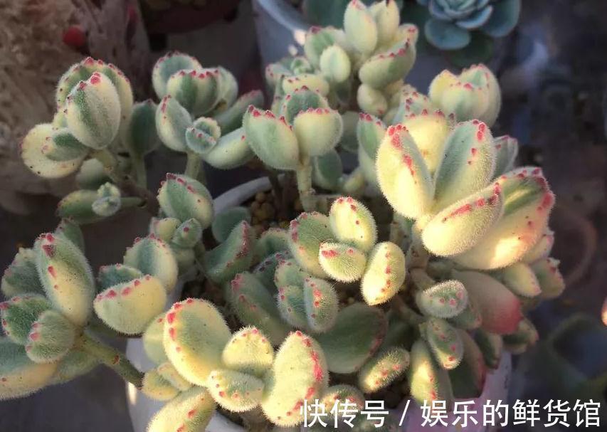该怎么养好多肉植物白熊锦?抓住这些,长得肥肥胖胖,更漂亮
