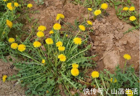 人参|枸杞和“它”一起泡，营养比“人参”还高！肾不再虚，失眠都好啦