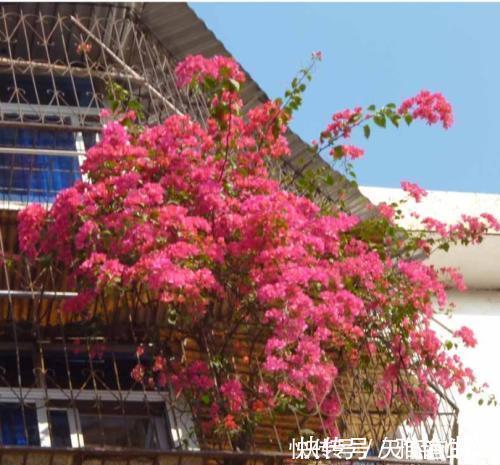 月季|阳台养花在精不在多,3种花好养又好看,值得养一盆