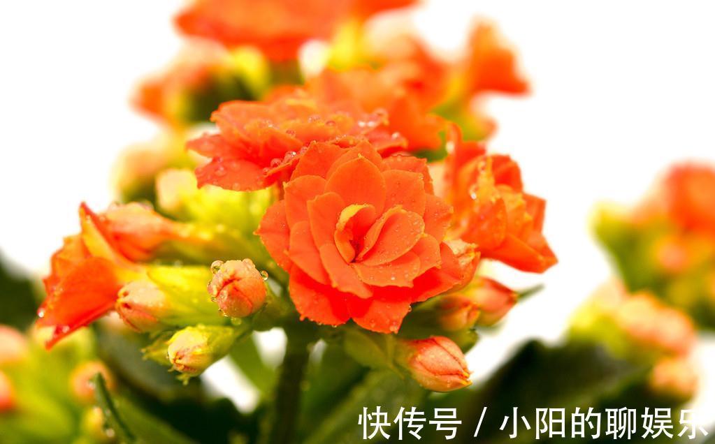 长寿花的种植技巧,学会就能让阳台变花园