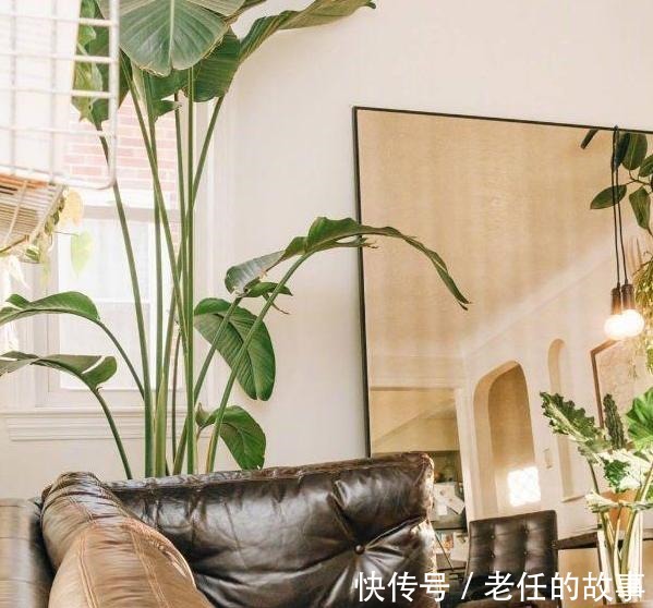 养花|花农养花为啥成本这么低学会用小苏打,几十盆都花不了2块钱