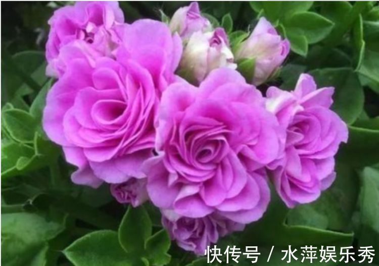 家养此款花卉，花期长易打理，花色鲜艳夺目，沾点水就疯长