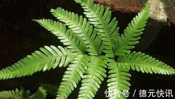 小孩|井边一种草，过去当菜吃，现在当花养，殊不知，小孩吃了能益智