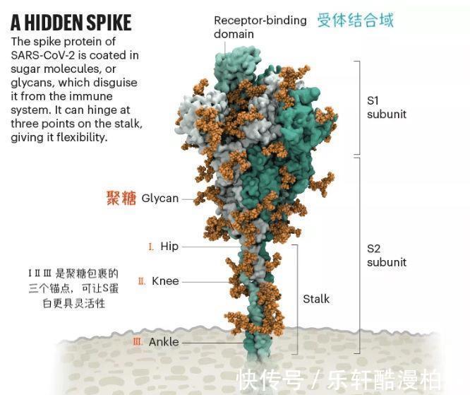 免疫逃逸|从阿尔法到拉姆达变异株，新冠病毒的演变已露出马脚！