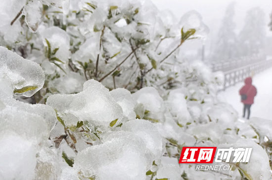 天子山|张家界景区天子山：雨雪迎新春 冰挂晶莹剔透（组图）