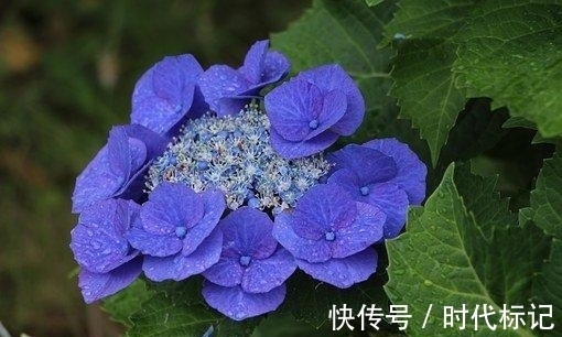 真心|近几天,手摘桃花,勇者无畏,转角相遇,交出真心,多金多福