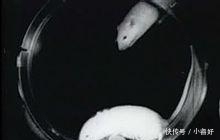 当年被送到太空的动物们,后来都怎么样了