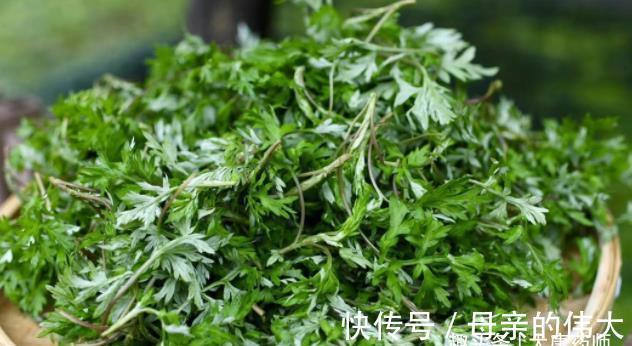 泡脚|小小艾草,5大功效!9个民间妙用方,横扫百病!收藏以备不时之需