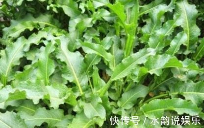 野菜|此野菜比醋还酸，人称“酸模”，对便秘有奇效，城里卖50一斤