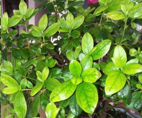 杜鹃花|月季花杜鹃花栀子花总是养不活教你一招,连开3个月!