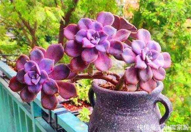 亮丽|多肉中的紫色精灵,颜色亮丽养护简单,虐一虐,养成悬崖桩