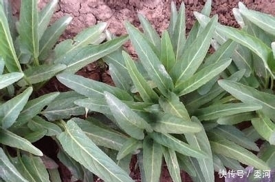 野菜|农村这种随处可见的野菜，城里人把它当成宝，原来它能消暑保健