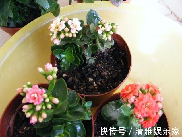 生根|长寿花剪下来的枝条别浪费，教你插土里，一年不用买花了！
