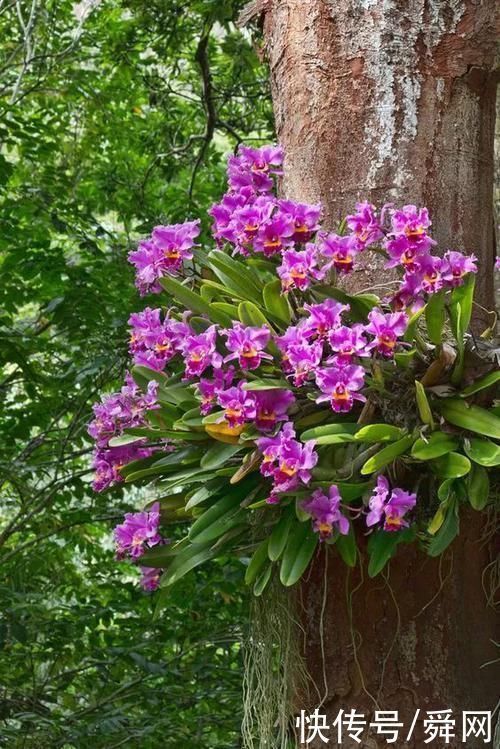神奇!这个开花树居然可以长成这样震撼世人!真是太美了