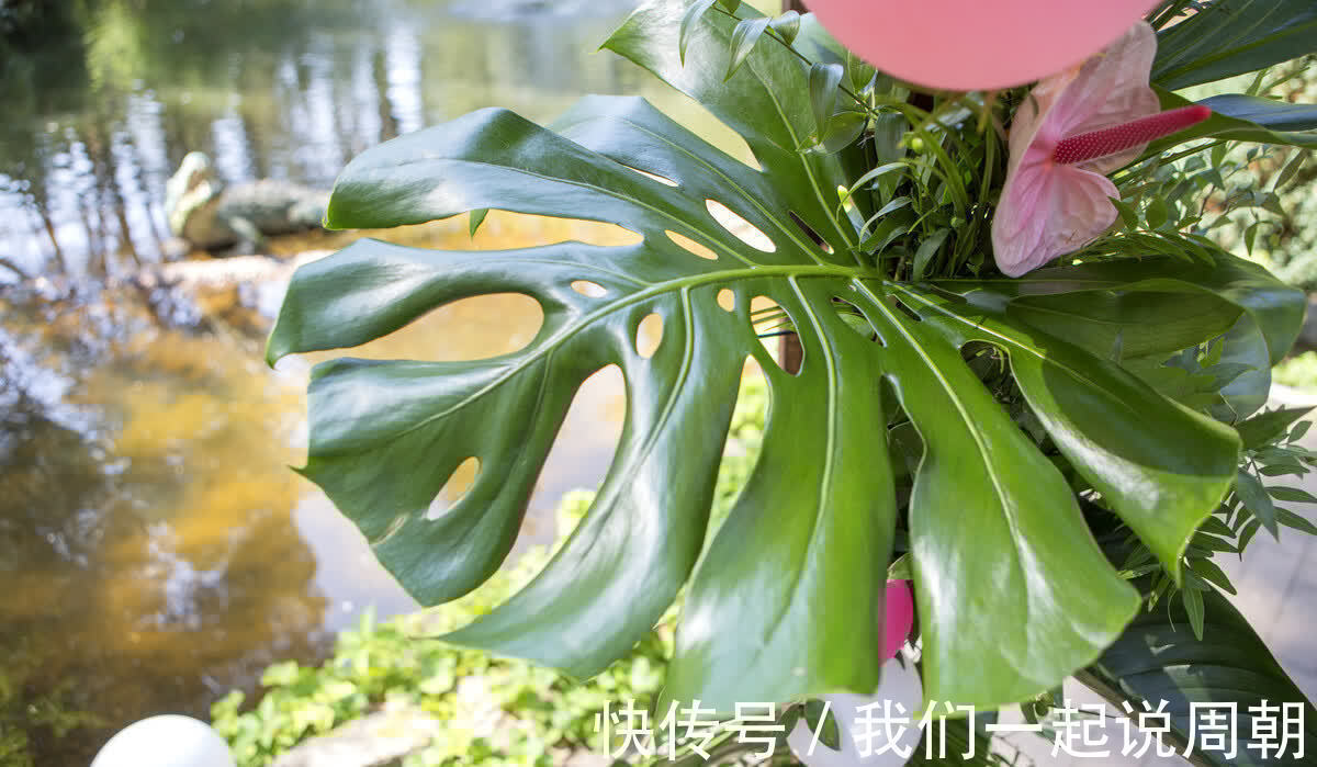 碰碰香|适合养在客厅的“4类花”,越养家里越“干净”,又美又健康