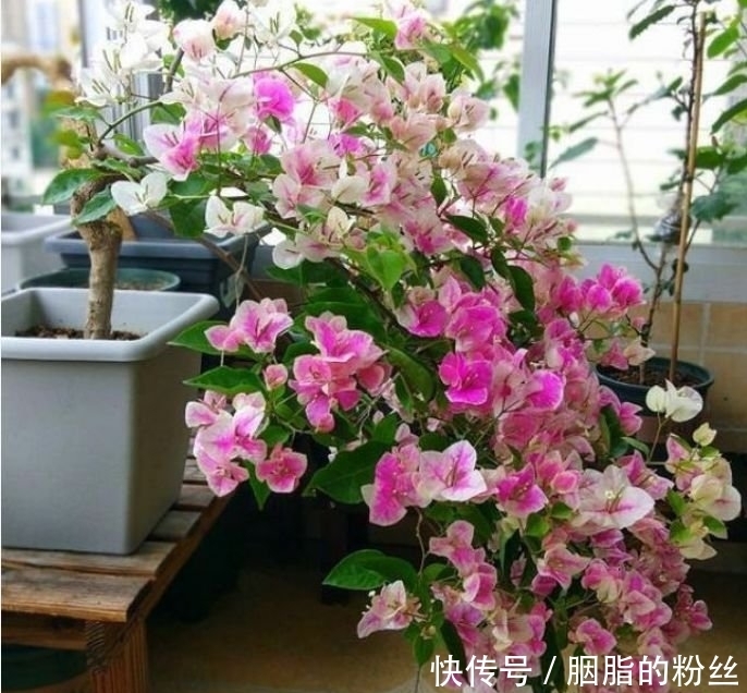 4种“高颜值花”，华贵漂亮，花开富贵、第一种已经被迷住了！