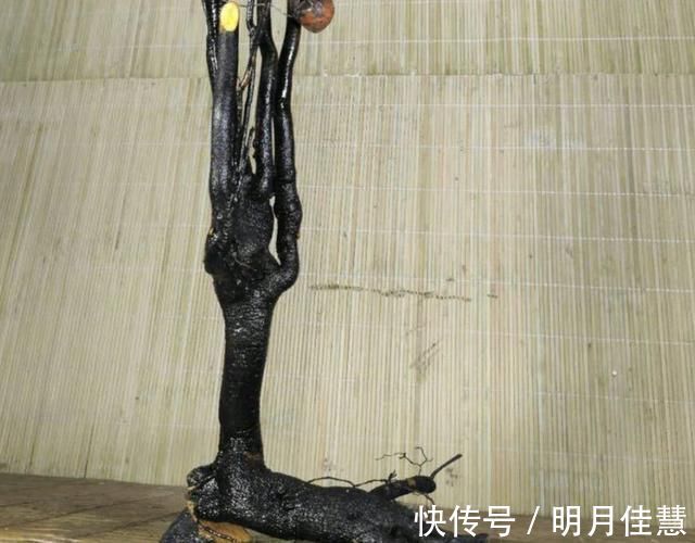 蜂窝|找到了一株金弹子盆景生桩头，可以使用纯的蜂窝煤球来发根吗
